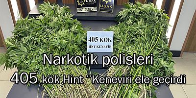 Narkotik polisleri 405 kök Hint ‘’Keneviri ele geçirdi