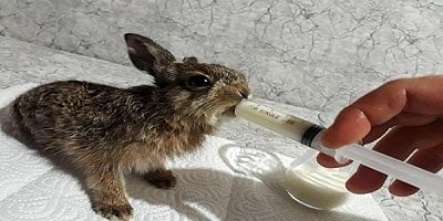 Yaralı tavşan tedavisi için  Banaz doğa koruma derneğine  teslim edildi.