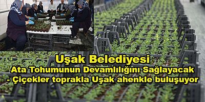 Uşak Belediyesi Ata Tohumunun Devamlılığını Sağlayacak  - Çiçekler toprakla Uşak ahenkle buluşuyor