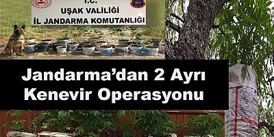Uşak il Jandarma’dan iki ayrı ‘’KENEVİR’’ operasyonu