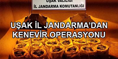 UŞAK İL JANDARMA'DAN ''KENEVİR'' OPERASYONU