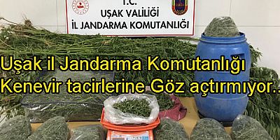 Uşak il Jandarma komutanlığı kenevir tacirlerine göz açtırmıyor..