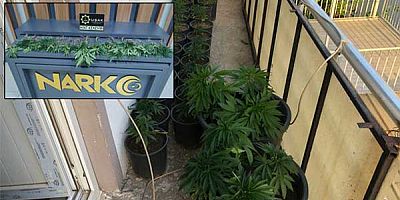 Uşak Narkotik Polisinden  Kenevir Operasyonu