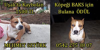 Uşak’ta Kaybolan köpeği BAKS’ı bulana  1500 tl Ödül Verecek