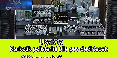 Uşak’ta Narkotik polislerini bile pes dedirtecek  ‘’Kenevir’’  operasyonu