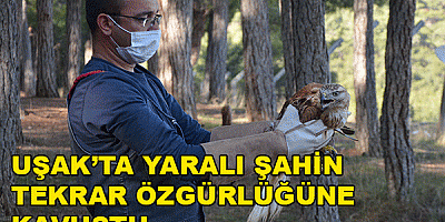 YARALI ŞAHİN TEKRAR ÖZGÜRLÜĞÜNE KAVUŞTU